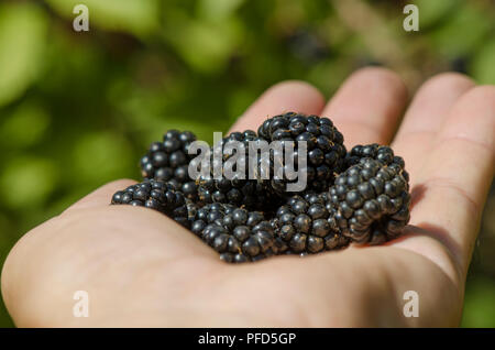 Des Mûres sauvages recueillis dans la main, Rubus fruticosus, mûres, de l'Espagne. Banque D'Images