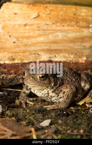 Une politique européenne ou crapaud Bufo bufo, photographié de nuit dans un jardin dans le Lancashire North West England UK GO Banque D'Images