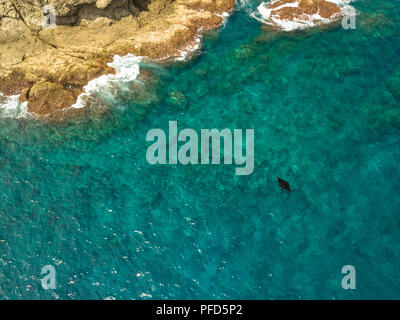 Drone photo d'une raie manta reef se nourrir près de la surface en eau peu profonde à côté d'une petite île à 'Manta Alley' dans le Parc National de Komodo, Indonésie Banque D'Images