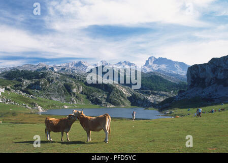 L'Espagne, Cantabria, Parque Nacional de los Picos de Europa, Lago de la Ercina, deux vaches jouant en premier plan de paysage panoramique Banque D'Images