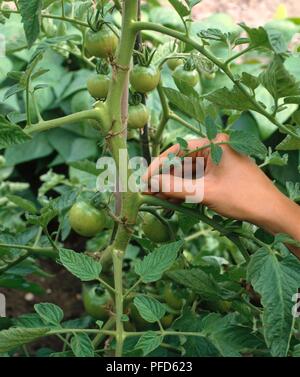 En utilisant les doigts pour pincer la pousse du côté de la tige de la plante de tomate Banque D'Images