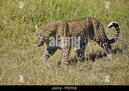 Leopard marche dans l'herbe haute à midi, Masai Mara, Kenya Banque D'Images