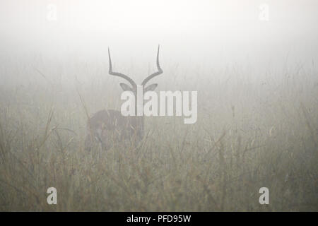 Impala mâle debout dans l'herbe haute sur un matin brumeux, Masai Mara, Kenya Banque D'Images