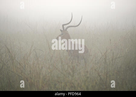 Impala mâle debout dans l'herbe haute sur un matin brumeux, Masai Mara, Kenya Banque D'Images