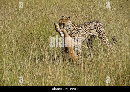 Un guépard femelle transporte un jeune fraîchement pêchés par impala les herbes hautes, Masai Mara, Kenya Banque D'Images