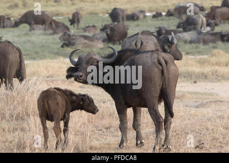 Veau femelle et Buffle africain qui se tiennent dans la savane dans le contexte d'un grand troupeau Banque D'Images