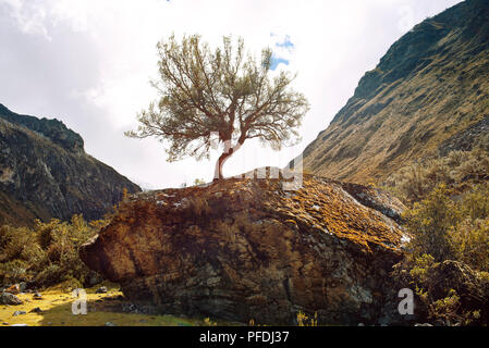 Arbuste de plus en plus rock en parc national de Huascaran. Cordillera Blanca, Chakraraju, région d'Ancash, au Pérou. Jul 2018 Banque D'Images