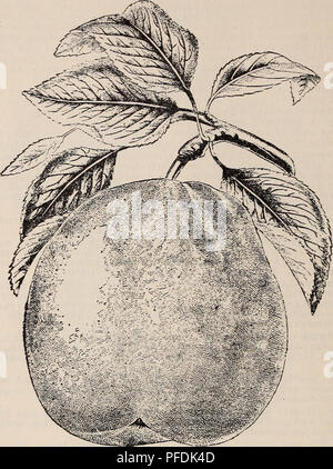 . Catalogue illustré et descriptif de fruits et plantes ornementales (arbres, arbustes, plantes, etc., etc., etc. (Horticulture) Indiana Plymouth ; Catalogues Catalogues des plants des arbres de fruits ; fruits ; Plantes, Catalogues Catalogues Catalogues fleurs ornementales ;. Catalogue descriptif et illustré 18. Maine-RAMENÉ À LA QUATRIÈME DIMENSION. Louise Bonne de Jersey-Grand format, de forme oblongue, piriformes, vert pâle à l'ombre^ mais overspread avec rouge brun au soleil ; très juteuse et fondante avec un riche et d'excellente saveur : un marché rentable ; variété, réussir mieux sur le coing de la poire racine. En saison Banque D'Images