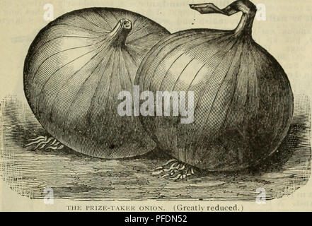 . Catalogue descriptif : arbres plantes graines.. Catalogues Catalogues arbres, fleurs, graines de légumes ; Catalogues Catalogues commerciaux Texas Fort Worth ; arbres ; fleurs ; légumes ; catalogues commerciaux. ^5. L'italien d'oignons. Le Prize-Taker. Aucune autre description de cette amende l'oignon est nécessaire de préciser qu'elle est identiquement la même variété que la grande, belle, jaune paille, les oignons importés d'Espagne et proposés à la vente à le fruit se trouve dans toutes nos grandes villes chaque automne. Bien que d'origine espagnole, cette variété ne doit pas être confondu avec l'oignon jaune nommé roi espagnol, qui est inf Banque D'Images