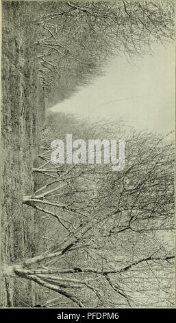 . Bulletin du Ministère. Bull. 20, Div. Veg. Phyb. U. Pjtti, U. S D.-f't. de l'Ap.ticulture. XXIV. plaque c z c z m o h c m c m '^ ^ : c -• £ H : p. f^. Veuillez noter que ces images sont extraites de la page numérisée des images qui peuvent avoir été retouchées numériquement pour plus de lisibilité - coloration et l'aspect de ces illustrations ne peut pas parfaitement ressembler à l'œuvre originale.. United States. Ministère de l'Agriculture ; Patterson, de la flore. Les champignons . . ; Pierce, Newton Barris. Peach leaf curl . .. Washington, gouvernement. L'impression. L'arrêt. Banque D'Images