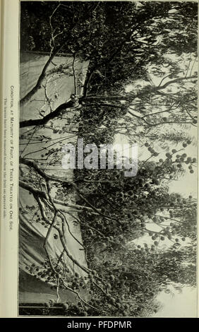 . Bulletin du Ministère. Bull. 20, Div. Veg. Phys. &Amp ; Chemin,, U.S. Dept. of Agriculture. XVII. la plaque. Veuillez noter que ces images sont extraites de la page numérisée des images qui peuvent avoir été retouchées numériquement pour plus de lisibilité - coloration et l'aspect de ces illustrations ne peut pas parfaitement ressembler à l'œuvre originale.. United States. Ministère de l'Agriculture ; Patterson, de la flore. Les champignons . . ; Pierce, Newton Barris. Peach leaf curl . .. Washington, gouvernement. L'impression. L'arrêt. Banque D'Images