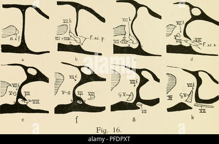 . De ontwikkeling van het chondrocrâne van Alytes obstetricans voor de se métamorphoser. PI. III.. Veuillez noter que ces images sont extraites de la page numérisée des images qui peuvent avoir été retouchées numériquement pour plus de lisibilité - coloration et l'aspect de ces illustrations ne peut pas parfaitement ressembler à l'œuvre originale.. Wouter Van Seters, Hendrik. 'S-Gravenhage, "Het Klaverblad" Banque D'Images