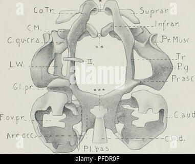 . De ontwikkeling van het chondrocrâne van Alytes obstetricans voor de se métamorphoser. . Fig. 1.. Veuillez noter que ces images sont extraites de la page numérisée des images qui peuvent avoir été retouchées numériquement pour plus de lisibilité - coloration et l'aspect de ces illustrations ne peut pas parfaitement ressembler à l'œuvre originale.. Wouter Van Seters, Hendrik. 'S-Gravenhage, "Het Klaverblad" Banque D'Images