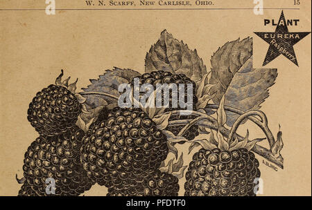 Ce catalogue de l'Ohio détaille diverses semences agricoles, y compris les fruits, les légumes et les plantes ornementales, en mettant l'accent sur les variétés nouvelles et standard disponibles pour la culture dans la région. Banque D'Images