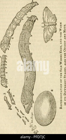 . Dennis' ; manuel de la soie. Les vers à soie. [From old catalog] ; l'industrie de la soie. première récolte doivent être exposés, comme ci-dessus réalisé, dès que les feuilles de mûrier sont un quart de pouce de large. Il faut veiller à ce que les souris n'obtiennent pas à l'œufs, jeunes ou les vers. Une fois les œufs ont été expo-. Veuillez noter que ces images sont extraites de la page numérisée des images qui peuvent avoir été retouchées numériquement pour plus de lisibilité - coloration et l'aspect de ces illustrations ne peut pas parfaitement ressembler à l'œuvre originale.. Dennis, Jonathan, jr. [From old catalog]. New-York, M. Day &AMP ; co. Banque D'Images