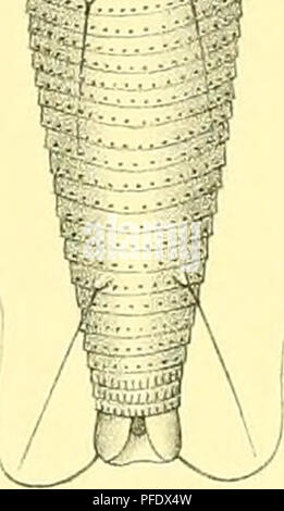 . Denkschriften - Österreichische Akademie der Wissenschaften. . Veuillez noter que ces images sont extraites de la page numérisée des images qui peuvent avoir été retouchées numériquement pour plus de lisibilité - coloration et l'aspect de ces illustrations ne peut pas parfaitement ressembler à l'œuvre originale.. Akademie der Wissenschaften in Wien. Mathematisch-Naturwissenschaftliche Klasse. Paris, New York, Springer Banque D'Images