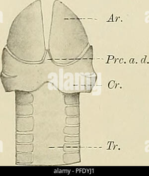 . Medicinisch-Naturwissenschaftlichen Denkschriften der Gesellschaft zu Jena. 592 Beiträge zur vergleich. Soirée des Kehlkopfes mit bes. Berücksichtigung der Monotremen. 60 Bei den Reptilien finden wir allgemein die Dreigliederung des primären Laryngo-trachealskelets Arytänoide dans die das und die Cricoïde, Tracheairinge durchgeführt. Die letzteren sind wirklich compilée ringförmig geschlossen bleiben oder an der Dorsalseite Textfigur (geöffnet und 40 41J. Es ist nun von besonderem interesse, dass das System der- trachéale REEE. Dans Bronchialringe den Bereich der Lunge vor- zudringen beginnt. Être Banque D'Images