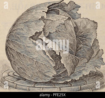 Ce catalogue offre des descriptions détaillées de semences de haute qualité pour l'agriculture et le jardinage, y compris les légumes, les fleurs et les herbes. Il fournit des prix et des instructions de culture, visant à soutenir la production agricole et les efforts de jardinage à domicile. Banque D'Images