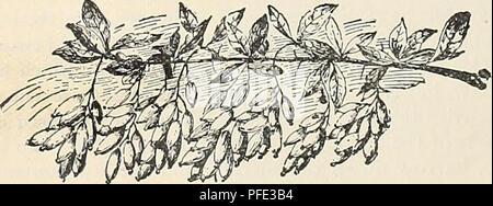 Ce catalogue de la pépinière Jewell Co. fournit un guide complet des plantes ornementales, arbres fruitiers et fleurs disponibles dans le Minnesota. La pépinière s'est spécialisée dans la fourniture de matériel de pépinière de haute qualité pour les besoins de plantation résidentielle et commerciale. Ce catalogue sert de référence aux horticulteurs et jardiniers qui cherchent à identifier et acheter des plantes adaptées au climat de la région. Banque D'Images