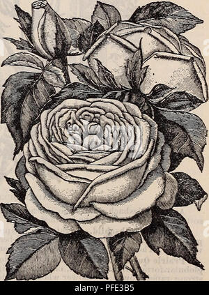 . Catalogue descriptif des meilleures variétés de pommes et prouvé .... Pépinières (Horticulture) Illinois Arlington Heights ; Catalogues Catalogues des Plants des Arbres Fruits Graines fruits ; catalogues ; Fleurs de catalogues. Vestal Rose. - Une rose ; bon. clair rose : MOSS ROSES. Il s'agit d'une classe préférés avec tout le monde sur le compte de la beauti- ful bourgeons, qui, pour bouquet et les fleurs coupées sont inestimables. La beauté de la fleur consiste dans le couvercle de la mousse délicate qui entoure les bourgeons, et qui donnent à l'ouverture des fleurs une apparence unique.. Mme rLANTIER.. Veuillez noter que ces images sont extracte Banque D'Images
