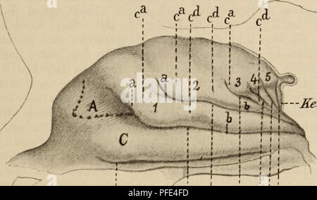 . Der Bau des Menschen als Zeugnis für seine. and Crew Les êtres humains ; anatomie, comparatif. Geruclisorgau. 151 zwei suis nieisteii Hegenden nach hinten und ohen, également bei 4, 5 und nicht mehr der Fall, es spricht aber auch, dass alles pour in Ihrem Bezirk doch noch ein Ramus ascendens enthalten ist, dass aussi ursprüng Hauptmuscheln- lich alle fünf und einen zur Hauptfurchen- aufsteigenden Lamina brosa Ast besessen haben müssen. Es lässt sich nach- weisen, dass die Eeduktion aufsteigenden vorderen Aeste der oder der Haujitfurchen phylogenetisch von oben nach oben erfolgte, dass der également Banque D'Images