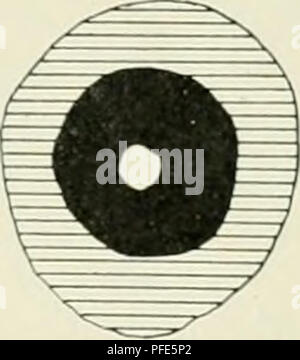 Ce travail scientifique de Heinrich von Eggeling, intitulé 'Der Aufbau der Skeletteile in den freien Gliedmassen der Wirbeltiere', étudie la structure squelettique des membres vertébrés, en se concentrant particulièrement sur les urodèles (un groupe d'amphibiens). La recherche offre un aperçu de la biologie évolutive et de l'anatomie comparée. Banque D'Images