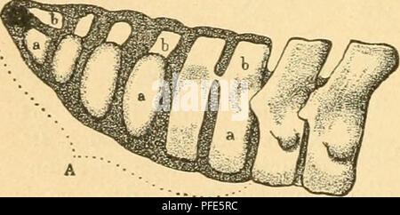 Ce travail étudie la structure squelettique des oiseaux, en se concentrant sur le corps vertébral terminal chez des espèces comme le Lämmergeier (vautours griffon). Il examine la fusion et le développement des vertèbres dans le pygostyle, un élément crucial dans l'évolution aviaire, en particulier en relation avec Archaeopteryx. Banque D'Images