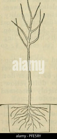 . Catalogue descriptif : arbres plantes graines.. Catalogues Catalogues arbres, fleurs, graines de légumes ; Catalogues Catalogues commerciaux Texas Fort Worth ; arbres ; fleurs ; légumes ; catalogues commerciaux. 1TOUT HOMME QUI POSSÈDE UNE MAISON AU TEXAS PEUT AVOIR LE FRUIT ! S'il s'attend à ce que la même qu'il avait à New York, l'Illinois, de la Californie ou de Géorgie, il peut être déçu, mais s'il veut planter ces variétés que sont les mieux adaptées à notre sol et climat, il peut avoir tout autant et que de bons fruits que dans tout etat de l'Union européenne. Beaucoup de mal a été fait par des agents d'autres membres de vendre au Texas les arbres qui ne sont pas adapte Banque D'Images