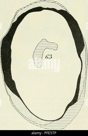 . Der Aufbau der Skeletteile in den freien Gliedmassen der Wirbeltiere Untersuchungen ; un urodelen amphibien. . Veuillez noter que ces images sont extraites de la page numérisée des images qui peuvent avoir été retouchées numériquement pour plus de lisibilité - coloration et l'aspect de ces illustrations ne peut pas parfaitement ressembler à l'œuvre originale.. Eggeling, Heinrich von, 1869-. Jena, Fischer Banque D'Images