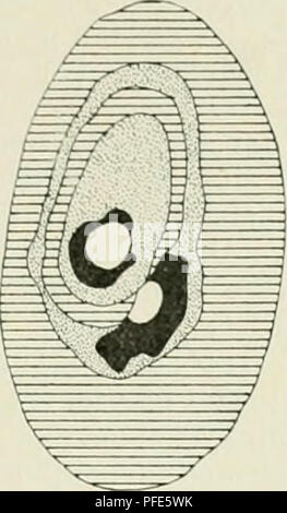 . Der Aufbau der Skeletteile in den freien Gliedmassen der Wirbeltiere Untersuchungen ; un urodelen amphibien. . Veuillez noter que ces images sont extraites de la page numérisée des images qui peuvent avoir été retouchées numériquement pour plus de lisibilité - coloration et l'aspect de ces illustrations ne peut pas parfaitement ressembler à l'œuvre originale.. Eggeling, Heinrich von, 1869-. Jena, Fischer Banque D'Images