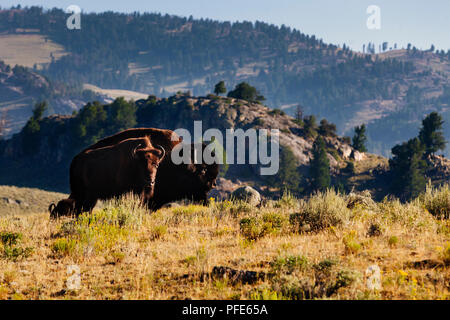 Les bisons du parc national de Yellowstone, États-Unis Banque D'Images
