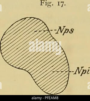 . Medicinisch-Naturwissenschaftlichen Denkschriften der Gesellschaft zu Jena. . Veuillez noter que ces images sont extraites de la page numérisée des images qui peuvent avoir été retouchées numériquement pour plus de lisibilité - coloration et l'aspect de ces illustrations ne peut pas parfaitement ressembler à l'œuvre originale.. Medizinisch-naturwissenschaftliche Gesellschaft zu Jena. Banque D'Images