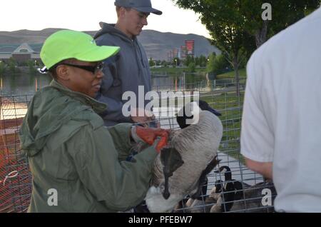 High Roller, le conseiller-maître Sgt. Angela Ash apporte son aide lors de la 33e Annual Canada Goose Round-Up le 5 juin où le 152e Airlift Wing a travaillé en étroite collaboration avec le ministère de l'Agriculture des États-Unis et le Nevada Département de la faune et de relocaliser les oies de l'avion dans la région de Reno-Tahoe dans un endroit plus sûr à Carson Lake, Nevada. Banque D'Images