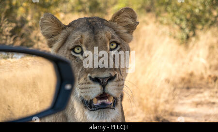 Miroir De Chat Et Lion Photo Stock Alamy