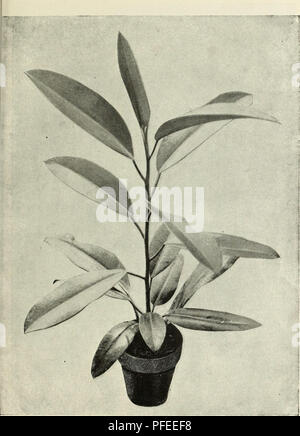 Ce catalogue illustré présente des espèces végétales nouvelles et rares, des graines et des bulbes disponibles dans diverses pépinières. Il fournit des descriptions détaillées et des images de plantes ornementales, végétales et florales, servant de guide pour les jardiniers et les horticulteurs. Banque D'Images