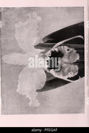 Ce catalogue présente une variété de graines, plantes et bulbes rares, détaillant leurs caractéristiques et leurs utilisations potentielles en horticulture. Les illustrations servent de référence pour identifier des espèces végétales nouvelles et uniques à cultiver, soulignant l'importance de la biodiversité dans le jardinage et les pratiques agricoles. Banque D'Images