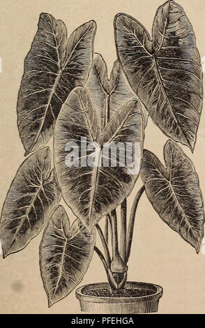 Ce catalogue descriptif répertorie les arbres fruitiers tropicaux et semi-tropicaux, dont le chanvre sisal (Agave rigida sisalana). Introduite en Floride en 1838 par Dr Perrine, la plante s’est naturalisée dans la région, notamment sur les Florida Keys. Le catalogue détaille les utilisations économiques de l'usine, notamment dans la production de fibres. Banque D'Images