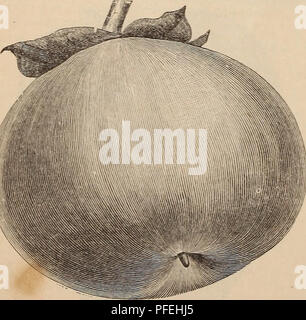 Ce catalogue fournit une liste descriptive des arbres fruitiers tropicaux et semi-tropicaux, des vignes, des arbustes et des plantes de serre disponibles à la vente, avec des détails sur les prix de variétés telles que les kaki indigènes et les arbustes tropicaux comme Ziziphus jujuba. Banque D'Images