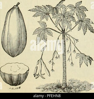 . Catalogue illustré et descriptif et manuel / Royal Palm pépinières. Horticulture pépinières (Floride) ; Catalogues Catalogues de plantes tropicales des plants des arbres de fruits ; catalogues ; agrumes ; Catalogues Catalogues de l'industrie des fruits ; plantes ornementales, catalogues. Â Â .ft/si" l'APBA OU TAPAW 1 MELON. STAR-APPLE. (CHRVSOPHYLLUM. CAINITO) JE CHRYSOPHYLLUM, suite. côté de chaque feuille d'or il lightâcall une ombre pas '. Un Star-Apple."âKingsley. Cet arbre enfin atteint une hauteur de twent.v pieds, portant de grandes quantités de round, violet (parfois verdâtre), fruits de la taille d'une petite pomme, rip Banque D'Images