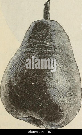 . Catalogue descriptif des grands et petits fruits offerts par la pépinière de lecture. Horticulture pépinières (Massachusetts) ; Catalogues Catalogues plants de fruits. 10 Grands et petits fruits offerts par la pépinière de lecture. Traiisceiulent. Vig. Sept., très grande taille : forme oblongue, arrondies, couleur ;, jaune et rouge : la chair, jaune, croquante, sous-acide, agréable. Une belle variété. V AA'hitiiey. Vig. Septembre et août : grande taille, shaxje, arrondies ; télévision couleur, rayé rouge ; chair, juteuse. anirrich Qualité superbe, remarquablement fructueuse. Sibérie jaune. Vig. Sept. et oct. grandeur moyenne ; shaj&gt;e, ronde, couleur : Banque D'Images