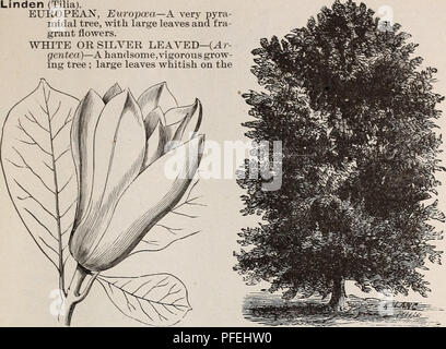 Cette image est tirée d'un catalogue descriptif énumérant des arbres fruitiers et ornementaux, y compris des variétés de tilleul et de bassins. Il met en évidence leurs caractéristiques de croissance, leur valeur ornementale et leur adéquation aux jardins et à l'aménagement paysager. Banque D'Images