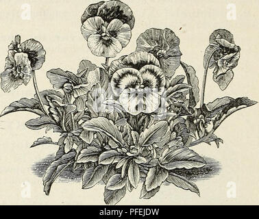 . Catalogue descriptif des arbres d'ornement, arbustes, plantes vivaces rustiques, etc. : vingt-cinquième édition. Les arbres d'ornement arbustes ; catalogues ; Catalogues Catalogues Catalogues ; fleurs roses. ELLWANGER 124 &AMP ; BARRY'S CATALOGUE. TUNICA. Saxifrag T.-a. Petites fleurs de couleur rose, fleurit toute l'été ; d'habitude ; nain feuillage délicat ; fine de délignage. UVULARIA. Bellwort. ^randiflora U. g. Jaune pâle, fleurs en forme de cloche, de l'aisselle des feuilles. Avril, valériane. Valer- ian. C. officinalis. Blush blanc, dans de grandes fermes ; trois pieds. De juin. Vératre. C. viride. Beau feuillage ; fleurs à long c Banque D'Images