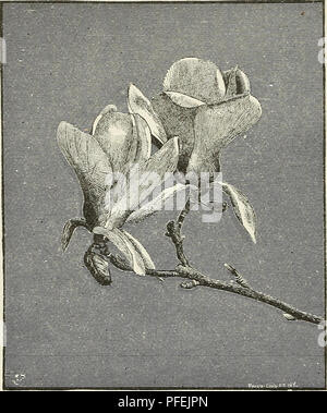 . Catalogue descriptif des arbres d'ornement, arbustes, plantes vivaces rustiques, etc. : vingt-cinquième édition. Les arbres d'ornement arbustes ; catalogues ; Catalogues Catalogues Catalogues ; fleurs roses. 34 dc ELLWANGER BARRY'S CATALOGUE. M. speciosa. Showy-floweked Magnolia. Ressemble à la M. Soulan- geana dans la croissance et les feuilles, mais les fleurs sont un peu plus petites et d'une couleur plus claire, une semaine plus tard, et restent en parfait état sur l'arbre plus longtemps tiian ceux de toute autre variété chinoise. Ces qualités combinées avec sa rusticité, la rendre, à notre avis, une des plus précieuses .sortes. 1,00 $ Banque D'Images
