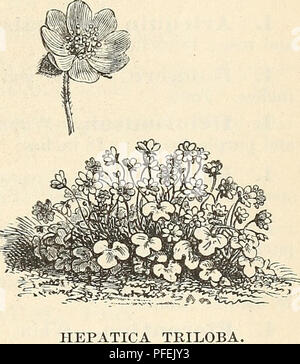 . Catalogue descriptif de hardy arbres d'ornement, arbustes, plantes vivaces, etc. : vingt-quatrième édition. Les arbres d'ornement arbustes ; catalogues ; Catalogues Catalogues Catalogues ; fleurs roses. Arbres d'ornement, arbustes, ETC. 101 HBLIANTHUS. Le tournesol. H. orgyalis. Feuillage gracieux depuis longtemps ; les fleurs de 3 à 4 pouces de diamètre, produit abondamment en septembre ; 6 à 8 pieds. HELLEBGRUS. Noël Rose. Les éléments suivants sont tous à feuilles persistantes, et fleurissent en mars ou avril. H. albus. Blanc verdâtre. 50 cents. H. atrorubens. Fleurs rouge violacé en grappes. Avril. 50 cents. H. olympicus. Une belle espèce, TW Banque D'Images