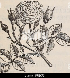 . Catalogue descriptif de la Pépinière de lecture. Horticulture pépinières (Massachusetts) ; Catalogues Catalogues pépinière Massachusetts Massachusetts ; fruits ; Catalogues Catalogues ; arbres arbustes Massachusetts Massachusetts Massachusetts vivaces ; Catalogues Catalogues. Catalogue de bijoux, de pépinière Messe.-J. W. Manning, propriétaire. Elegaus ou Superba. Light Rose, plus profond, de plus en plus très distinct. Joyau de la région des Prairies. Pratiquement la seule Prairie Rose avec parfum. 50C. Oreville, ou des sept Sœurs. Les grandes grappes de fleurs à l'ombre à la lumière rouge ; strong producteur. "George Washington. Un hardy, Fort grimpeur, br Banque D'Images