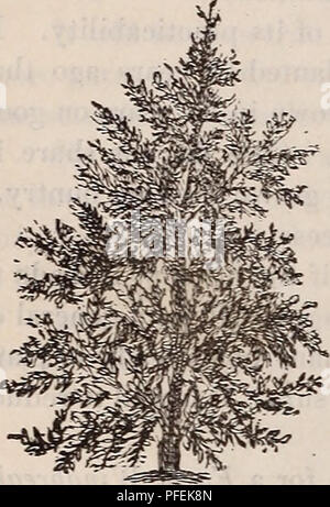 . Catalogue descriptif de la Pépinière de lecture. Horticulture pépinières (Massachusetts) ; Catalogues Catalogues pépinière Massachusetts Massachusetts ; fruits ; Catalogues Catalogues ; arbres arbustes Massachusetts Massachusetts Massachusetts vivaces ; Catalogues Catalogues. 28 de la lecture Catalogue pépinière, Mass.-J. W. Manning, propriétaire. Mais après tout, le plus convaincant est orrounds displav dans notre oTowin où les arbres sont&lt;r, et regardez tout simplement car ils vont être transplantés sur le terrain de l'acheteur d'info- on peut ici veuillez la fantaisie et être en mesure de juger par comparaison. Nous n'hésitez pas à appeler arbres hardy Banque D'Images