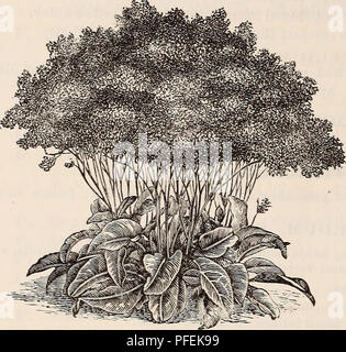 . Catalogue descriptif des arbres d'ornement, arbustes, roses, plantes à fleurs, &amp;c. Les arbres d'ornement arbustes ; catalogues ; Catalogues Catalogues Catalogues ; fleurs roses. ELLWANGER IIG &AMP ; BARRY'S CATALOGUE. SEDUM. Sieboldii pictum moyen. Laisse nettement chat avec jaune, très efficace pour les bordures de lits, Paniers et vases. 30 cents. S. spiirium Sieboldii. Kose, ombré de pourpre ; 3 pouces. Août et Septembre. S. Telepllium. Rose, rouge foncé avec le feuillage luxuriant ; 1 pied. En août. S. Telepllium albifoliuiii. Fleur rouge et feuillage léger ; 1 pied. En août. S. Telepllium liybridiim. Distin Banque D'Images