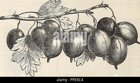 . Catalogue descriptif de la Pépinière de lecture. Horticulture pépinières (Massachusetts) ; Catalogues Catalogues pépinière Massachusetts Massachusetts ; fruits ; Catalogues Catalogues ; arbres arbustes Massachusetts Massachusetts Massachusetts vivaces ; Catalogues Catalogues. 22 CATALOGUE DES PÉPINIÈRES, LA LECTURE DE LA MASSE. J. W. Manning, propriétaire. cendres, &amp;c. Il y a des plantations à Philadelphie ainsi traités, qui ont supporté les grandes cultures pour vingt ans. J 'groseille il ver est un ennemi à la groseille. Il est facilement détruit ; le premier spectacle du ver est vu et tué, le dernier de mai ou au début de juin, ils Banque D'Images