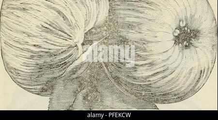 . Catalogue descriptif de la Pépinière de lecture. Horticulture pépinières (Massachusetts) ; Catalogues Catalogues pépinière Massachusetts Massachusetts ; fruits ; Catalogues Catalogues ; arbres arbustes Massachusetts Massachusetts Massachusetts vivaces ; Catalogues Catalogues. Catalogue DE LECTURE DE MASSE, pépinière. J. W. Manning, propriétaire. 13. lETOFsU). AI'l'LE. (Voir l'descrijdion Grnvcnxleiii sur la page H.). Grand, flattisli, jaune fier. Iiniid Miiiu ^IV- ti i|n'Il avec rouge ; fli sli jaune, croquante, d'uii- siir)iii--je il Ihnor. Très ])0|iiil ;)r dans muss. : a examiné jusqu'- iiuluinu plus précieux d'Apple. Vi^rorous ; d Banque D'Images