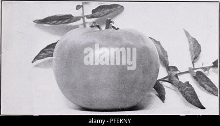 Ce catalogue répertorie les légumes adaptés à la mise en conserve et à la congélation, en mettant en évidence les variétés idéales pour la conservation, y compris les nouveaux cultivars et méthodes de résistance aux maladies et de rendement élevé. Banque D'Images